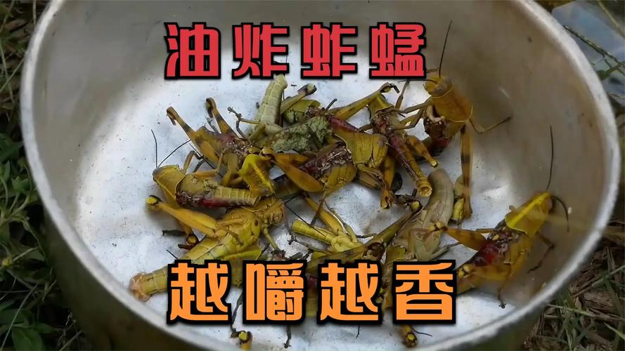 蚱蜢吃什么食物