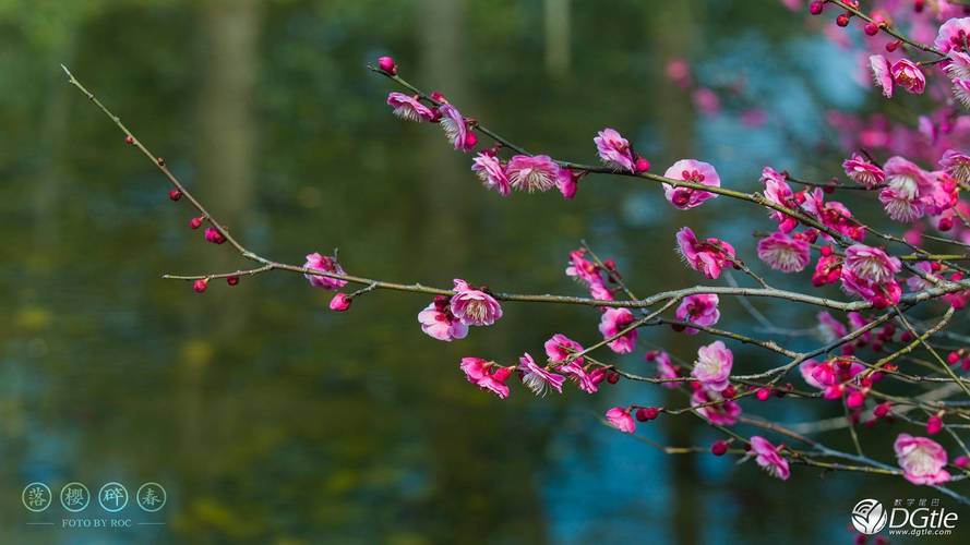 山花对什么