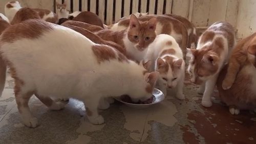 橘猫是土猫吗-墨子百科 橘猫是土猫吗