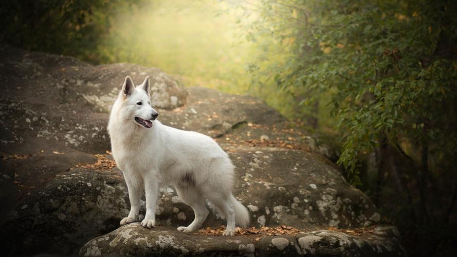 巴吉度犬为什么被禁养