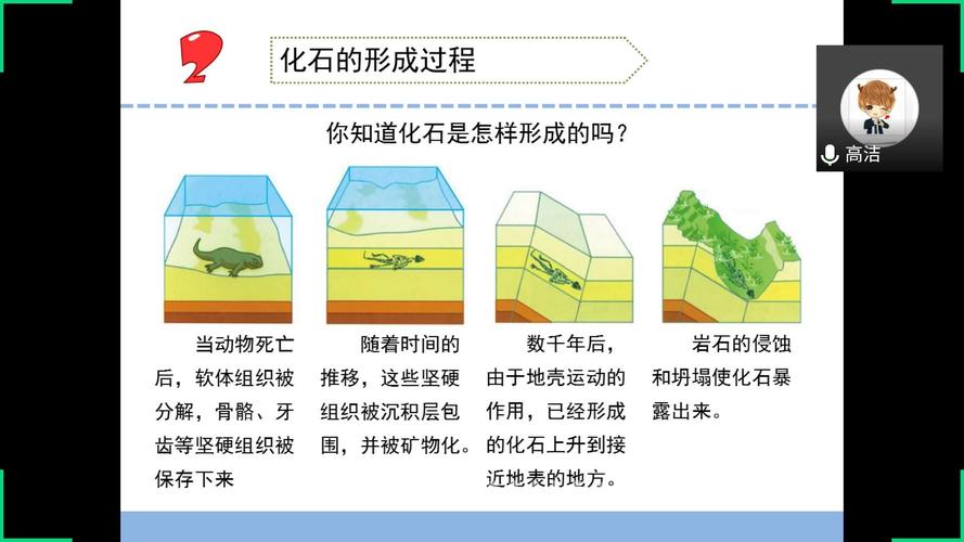 有关化石的知识有哪些