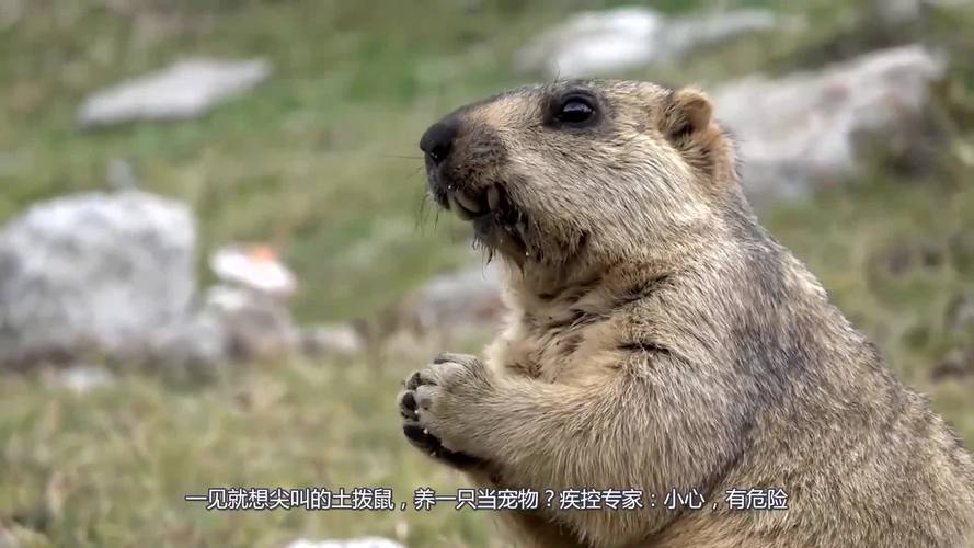 土拨鼠能当宠物吗