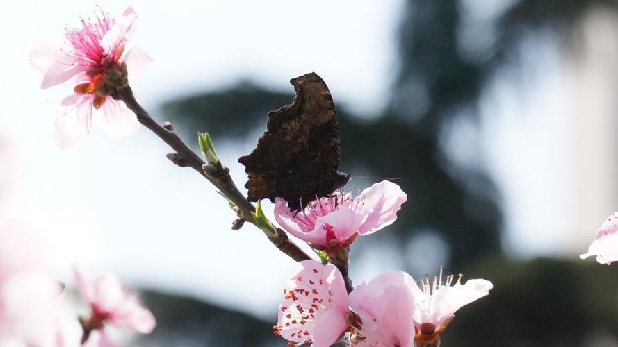 阳春三月红花开指什么动物