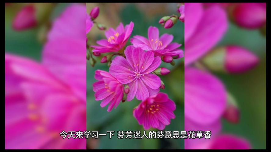 芬芳迷人的意思是什么