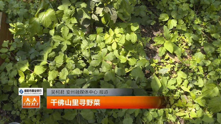 东北山野菜都有哪些