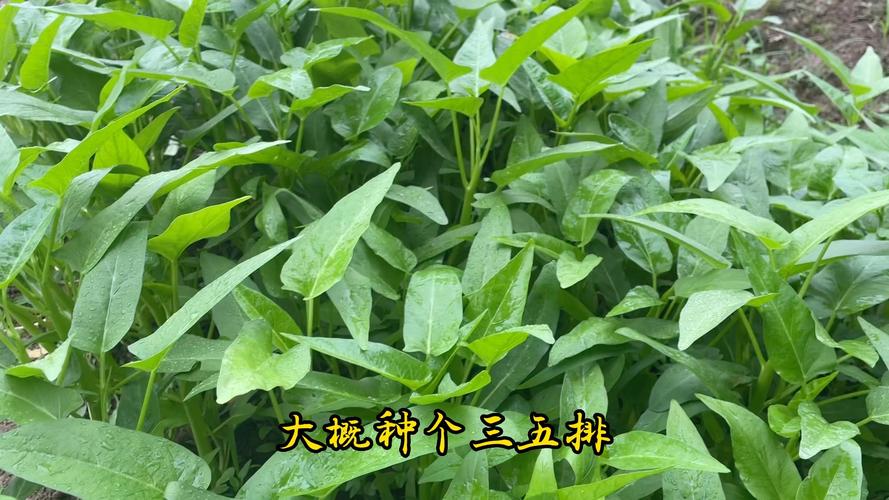 空心菜的种植方法和时间