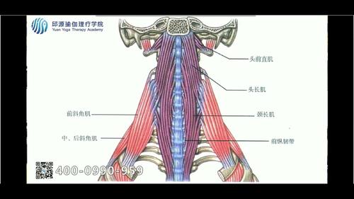 大肌群和小肌群是哪些