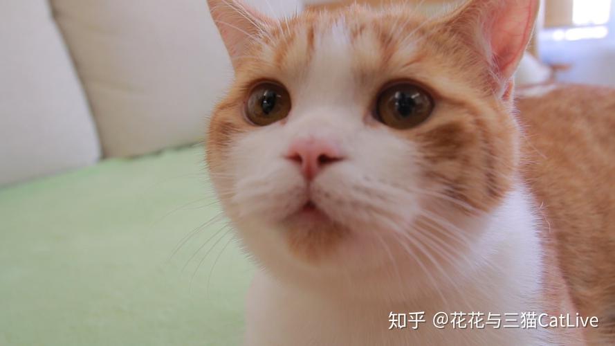 猫片是什么梗