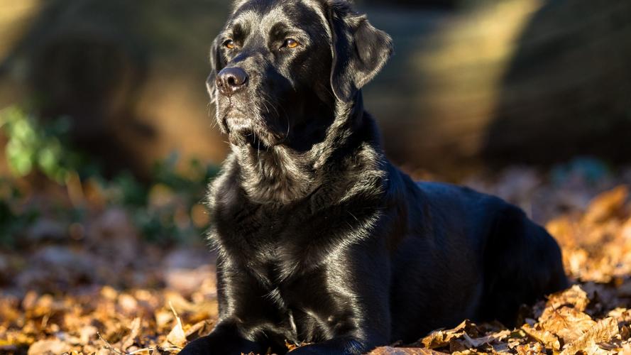 拉布拉多犬黑色的好吗