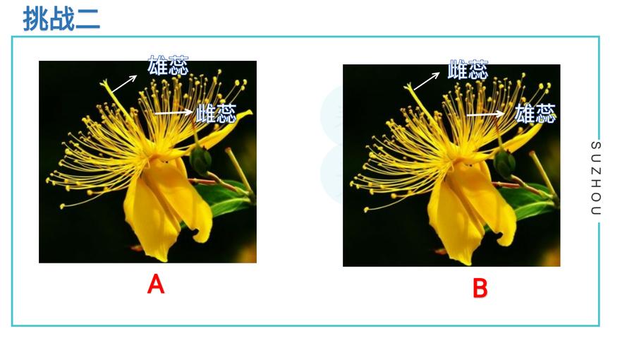 雌蕊和雄蕊的区别