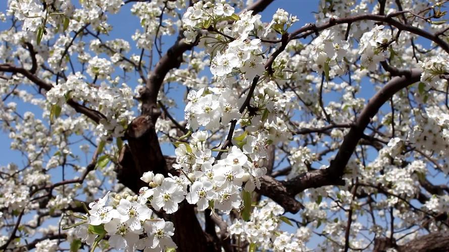 大兴梨花节是几月几日