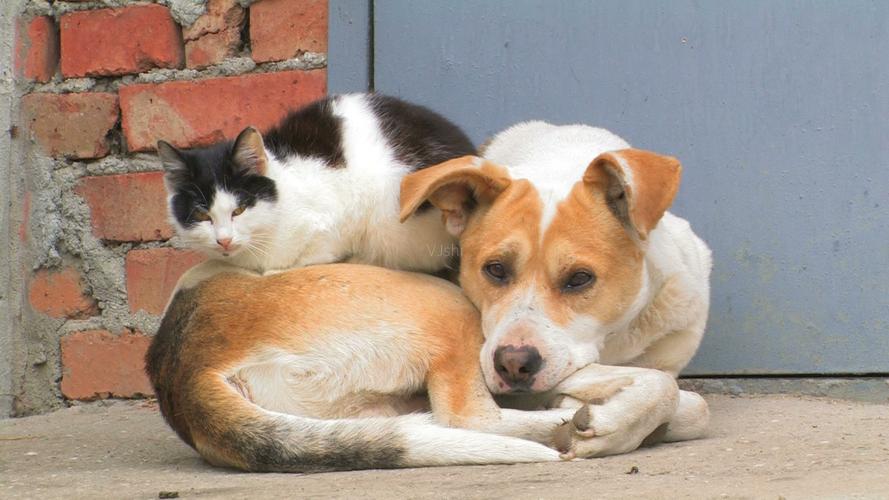 狗猫鼠的主要内容