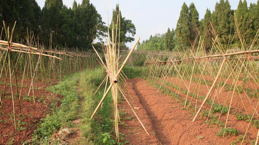 山药什么季节种植