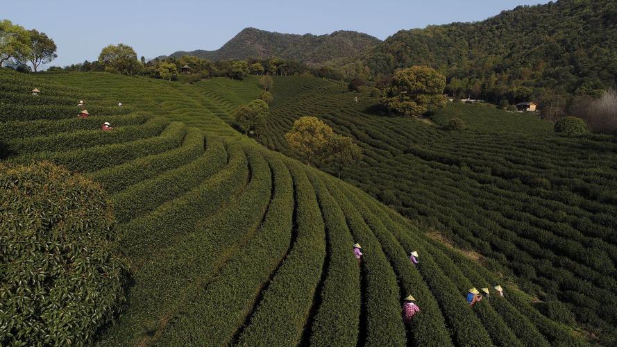 龙井茶的产地是哪个地方