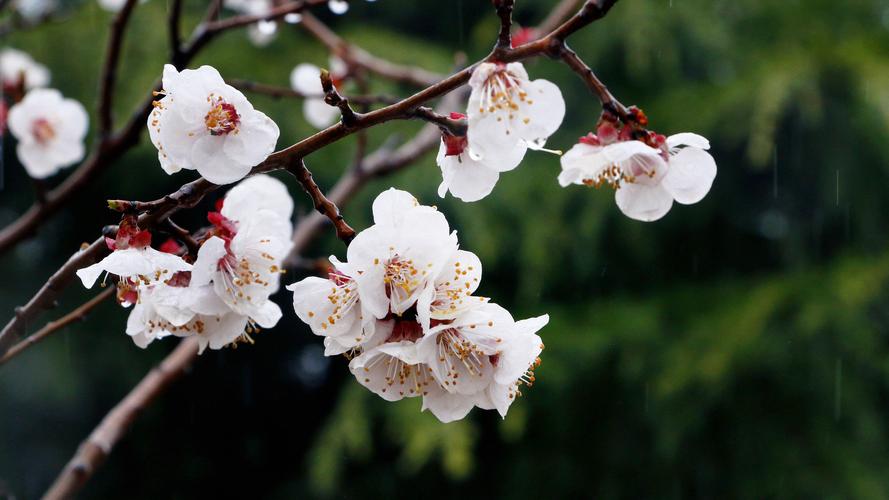 沾衣欲湿杏花雨是什么意思