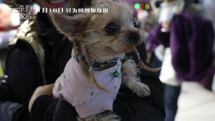 贝拉是什么犬