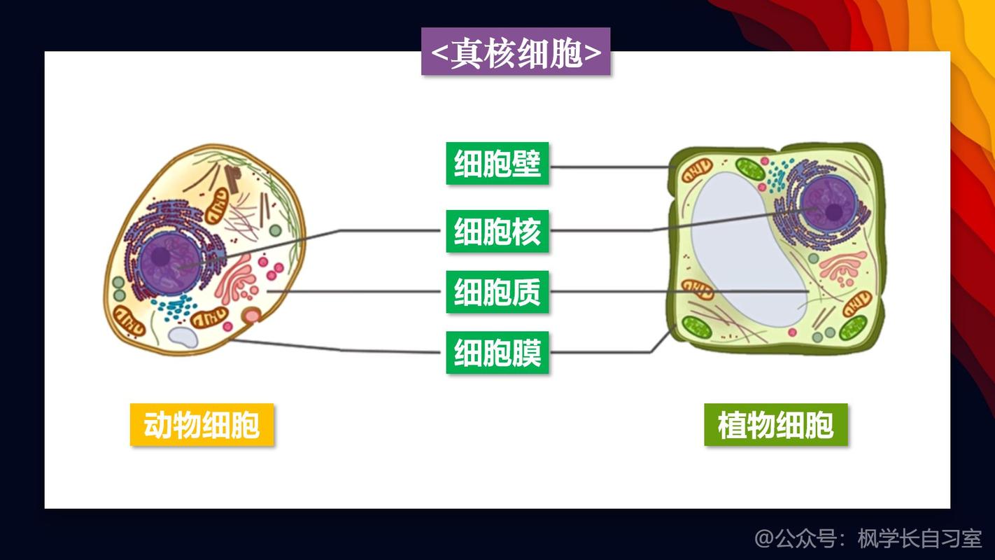 原核细胞和真核细胞的区别