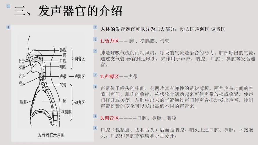 发声器官有哪些