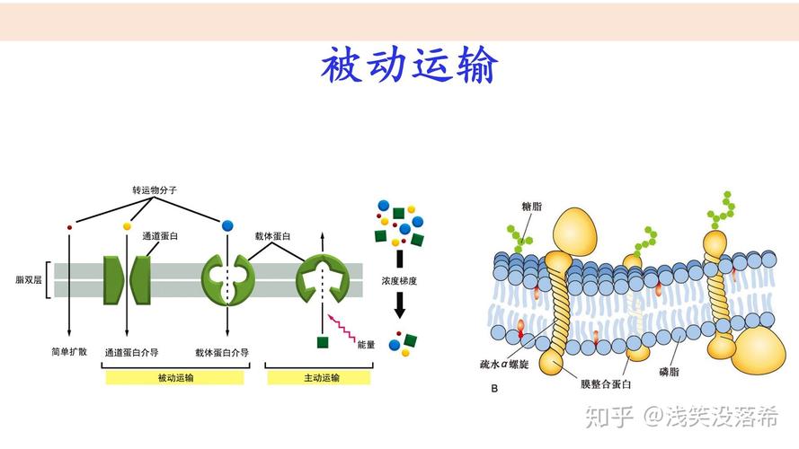 什么是被动运输