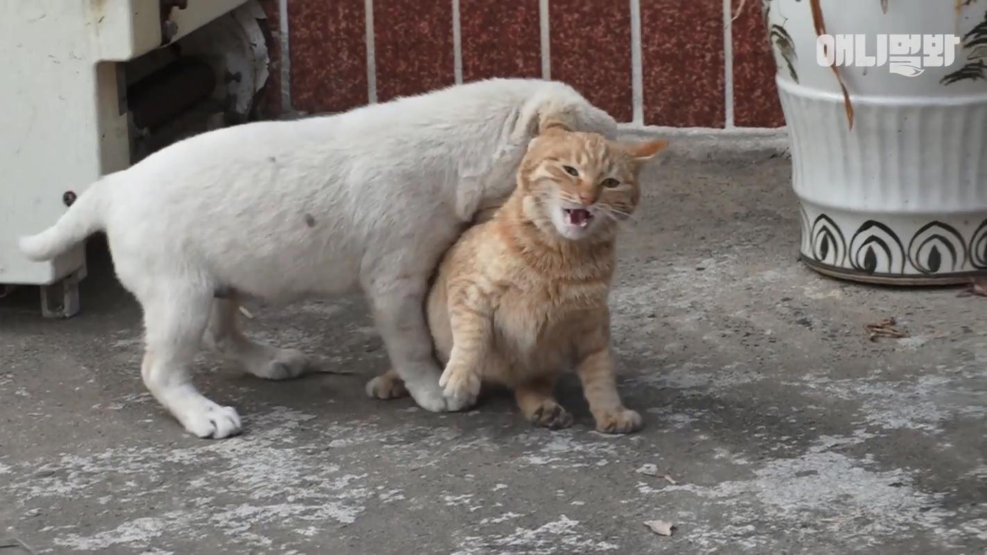 狗可以吃猫粮吗