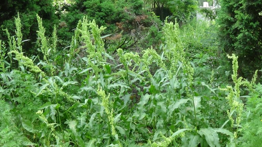 日日草是多年生花卉吗-墨子百科 日日草是多年生花卉吗