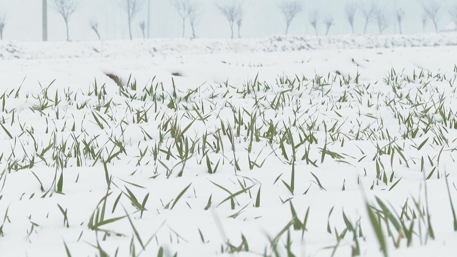 瑞雪丰年是什么意思