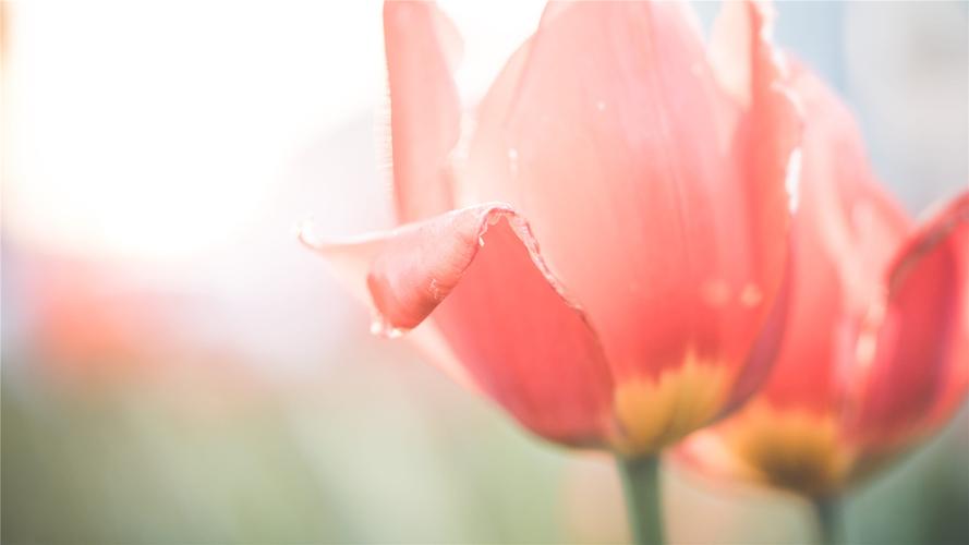 郁金香花如何繁殖