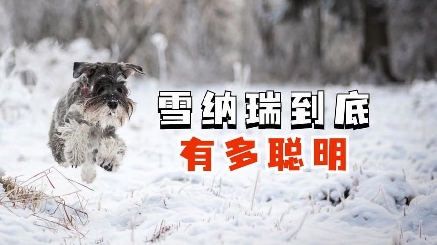 雪纳瑞智商相当于几岁