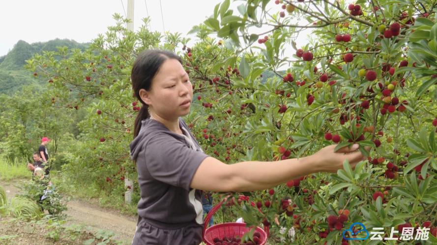 杨梅是什么季节的