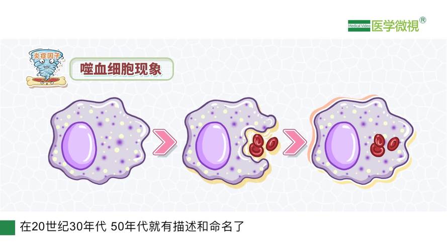 什么是细胞分化