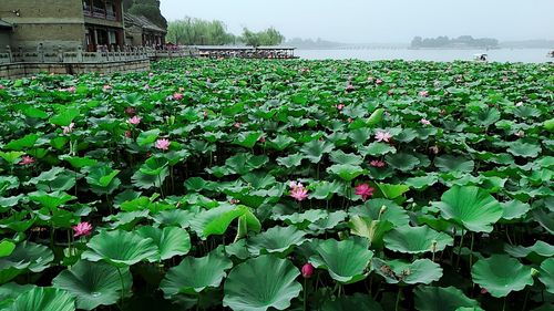 接天莲叶是什么季节