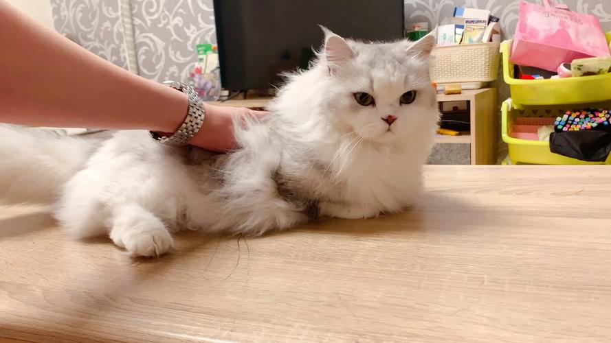 矮脚猫为什么不要买