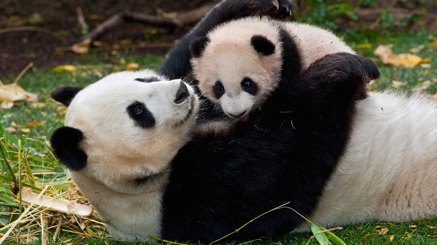 怎么介绍大熊猫