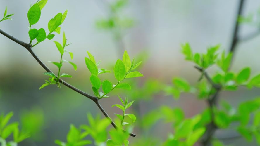 枣树几月发芽