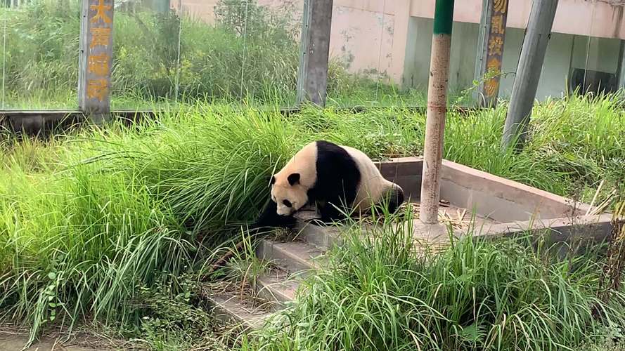 阆中熊猫乐园门票多少