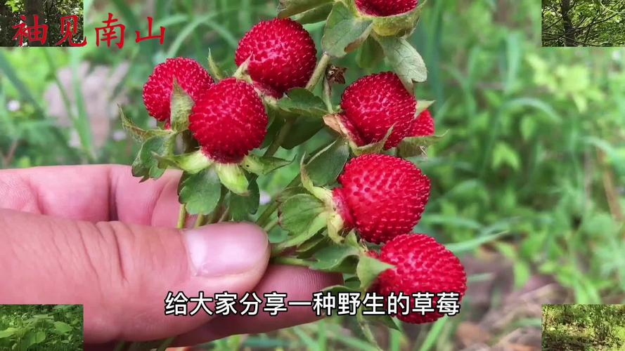 野草莓能吃吗