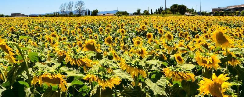 东莞向日葵花海在哪里-墨子百科 东莞向日葵花海在哪里