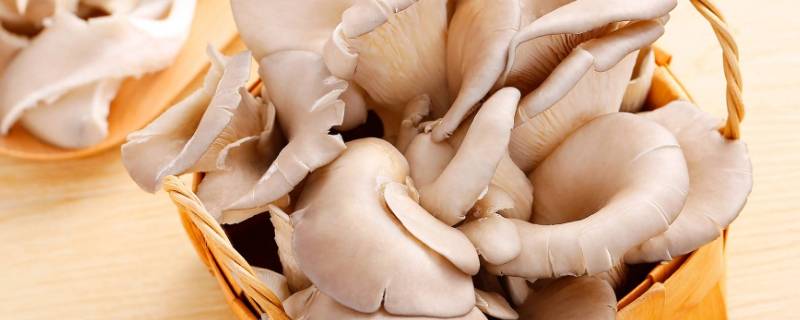 平菇长白毛了还能吃吗-墨子百科 平菇长白毛了还能吃吗