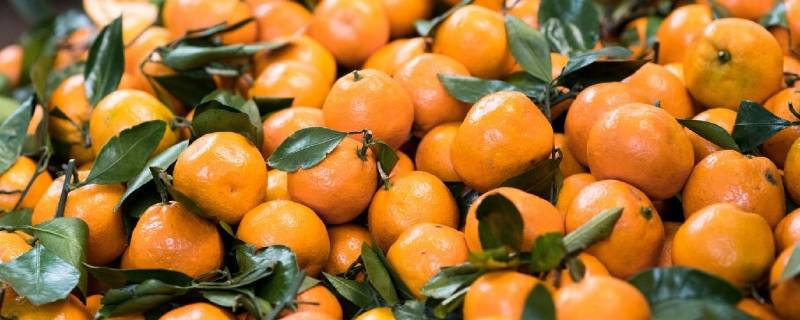 沃柑和橘子的区别是什么