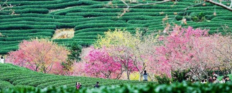 福建樱花茶园在哪里