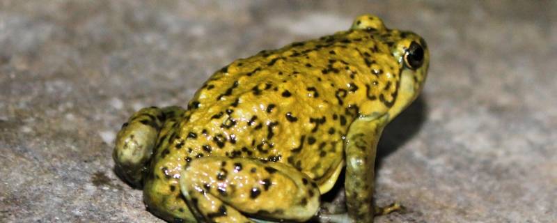 蛙的种类-墨子百科 蛙的种类