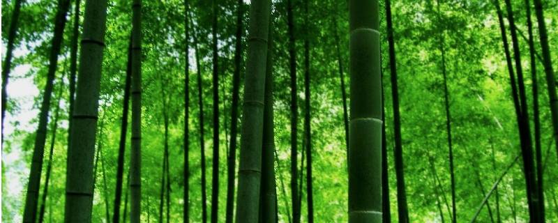 竹子的气味是什么味的-墨子百科 竹子的气味是什么味的