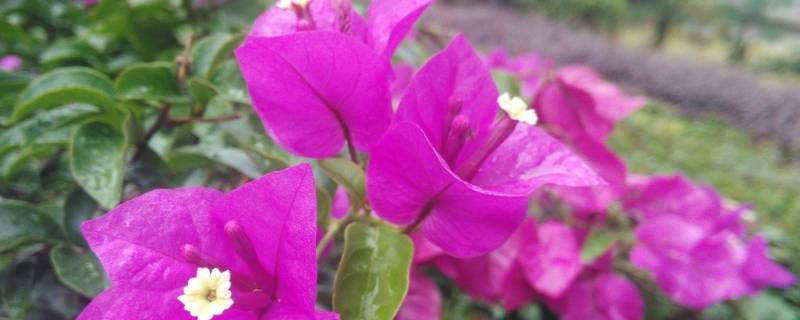 三角梅的气味是什么味道-墨子百科 三角梅的气味是什么味道