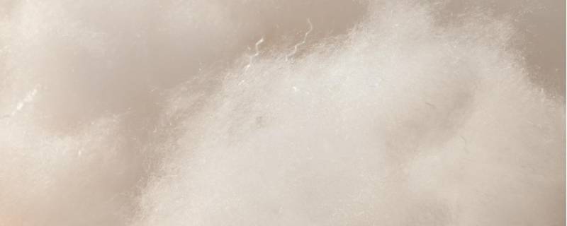 什么是羽绒棉是什么材质-墨子百科 什么是羽绒棉是什么材质