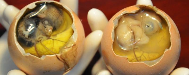 活珠子需要煮几分钟-墨子百科 活珠子需要煮几分钟