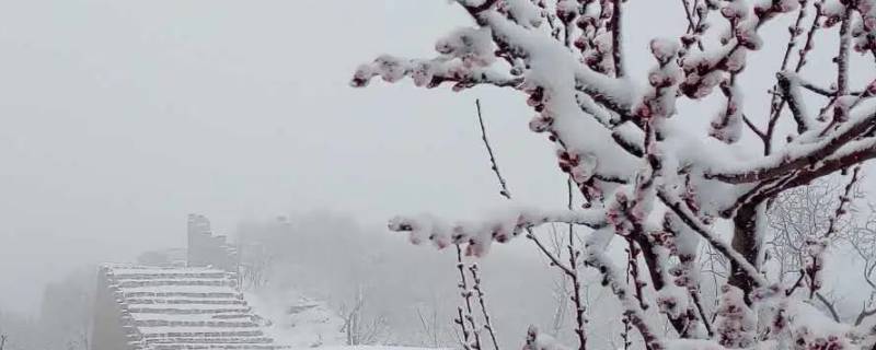 立春后下的雪叫什么雪