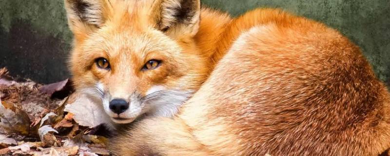 狐狸的尾巴有什么作用-墨子百科 狐狸的尾巴有什么作用