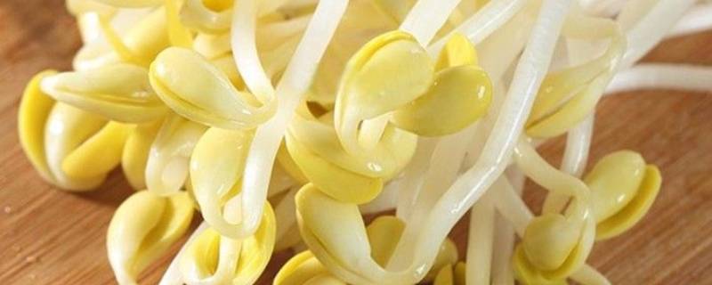 如何使黄豆芽不变绿-墨子百科 如何使黄豆芽不变绿