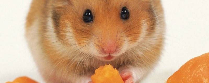 老鼠在吊顶上怎样去除-墨子百科 老鼠在吊顶上怎样去除