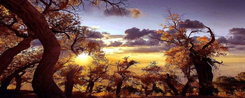 额纳吉胡杨林在哪里-墨子百科 额纳吉胡杨林在哪里